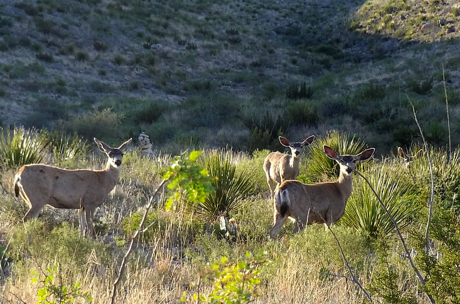Four deer with ears perked out