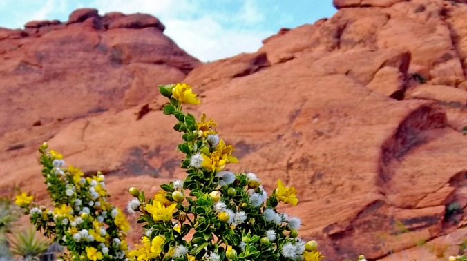 Creosote plant with red rock cliff in background
